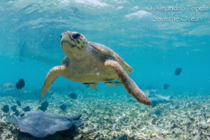 Turtle whit manta by Alejandro Topete 